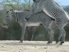 Audience Enjoy the Live Show of Two Zebras Fucking